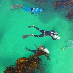 Cape Research and Diver Development | Fish and shark kelp forest snorkel experience