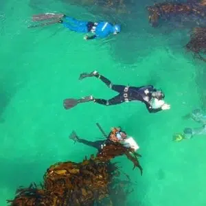 Cape Research and Diver Development | Fish and shark kelp forest snorkel experience