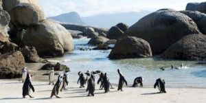 Your Cape Town Bucket List