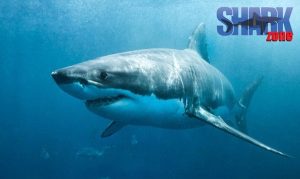 Shark Zone | Shark cage diving experience including breakfast, lunch and snacks for 1