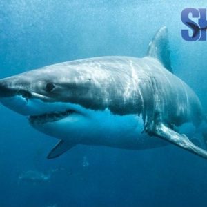 Shark Zone | Shark cage diving experience including breakfast, lunch and snacks for 1