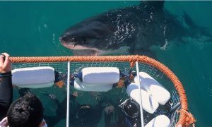 Shark Zone | Shark cage diving experience including breakfast, lunch and snacks for 1