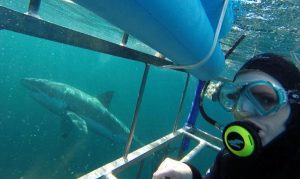 Shark Zone | Shark cage diving experience including breakfast, lunch and snacks for 1