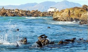 Oceans Africa | 2.5-Hour private sea cruise for 6