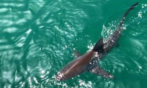 African Shark | Shark Cage Diving for 1