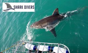 Shark Divers | Shark Cage Diving Experience for One Including Breakfast and Snacks