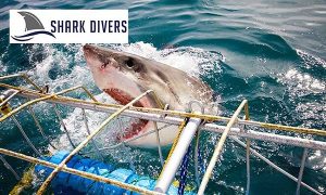 Shark Divers | Shark Cage Diving Experience for One Including Breakfast and Snacks