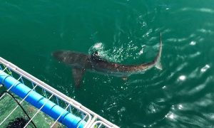 African Shark | Shark Cage Diving for 1