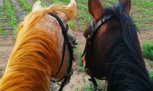 ESDA | 60-Minute Horse Safari Ride for 2