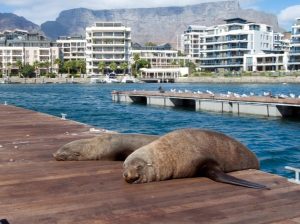 Waterfront Charters | 30 Min Seal And Harbour Cruise for 2