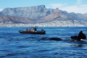 Waterfront Charters | Ocean Safari 60 min for 2