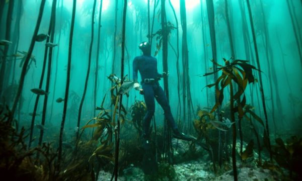 Cape Research and Diver Development | Fish and shark kelp forest snorkel experience