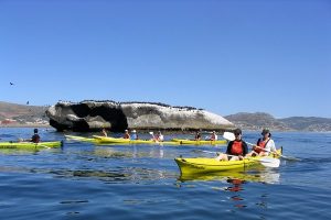 Extreme Scene | Sea Kayak to See Penguins for 1