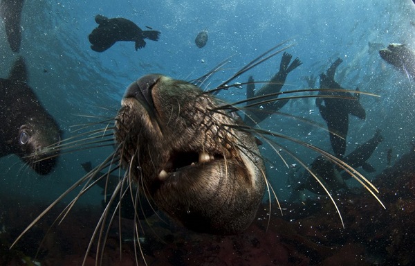 Extreme Scene | Seal Snorkeling for 1