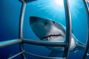 Extreme Scene | Shark Cage Diving Experience for 1