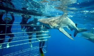 Shark Cage Diving KZN | Shark cage diving for 1