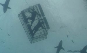 White Shark Divers | A Shark Cage Diving Experience for 1 Person in Gansbaai