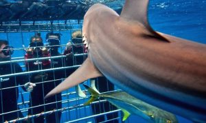 Shark Cage Diving KZN | Shark cage diving for 1