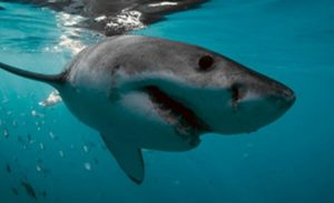 White Shark Divers | A Shark Cage Diving Experience for 1 Person in Gansbaai