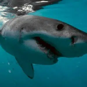 White Shark Divers | A Shark Cage Diving Experience for 1 Person in Gansbaai