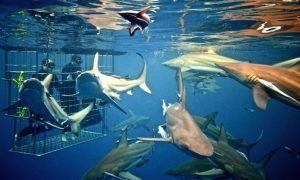 Shark Cage Diving KZN | Shark cage diving for 1