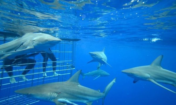 Shark Cage Diving KZN | Shark cage diving for 1