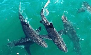 White Shark Divers | A Shark Cage Diving Experience for 1 Person in Gansbaai