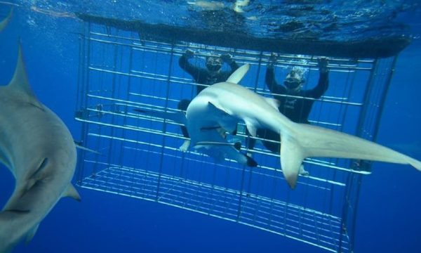 Shark Cage Diving KZN | Shark cage diving for 1