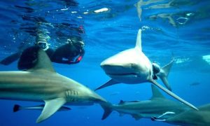 Shark Cage Diving KZN | Shark cage diving for 1