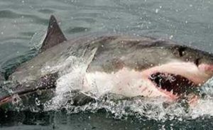 White Shark Divers | A Shark Cage Diving Experience for 1 Person in Gansbaai