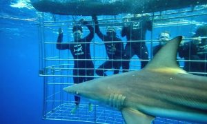 Shark Cage Diving KZN | Shark cage diving for 1