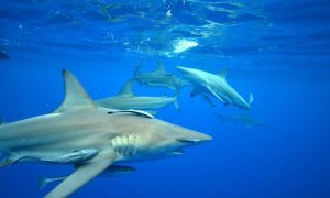 Shark Cage Diving KZN | Shark cage diving for 1