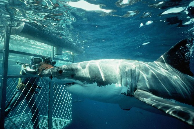 Shark Cage Diving in Cape Town, South Africa