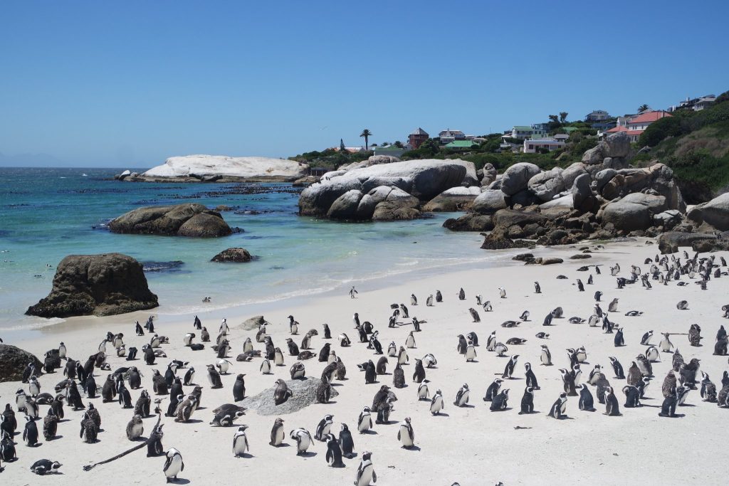 Top 10 Must-Visit Tourist Attractions in Cape Town