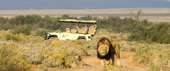 A Complete Guide to Safaris in Cape Town: Where to Go and What to Expect