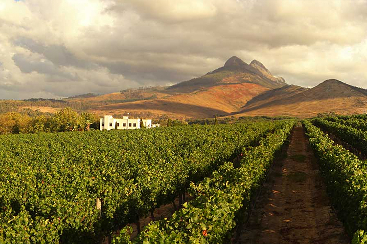 Exploring the Cape Winelands: A Wine Lover's Guide to Cape Town