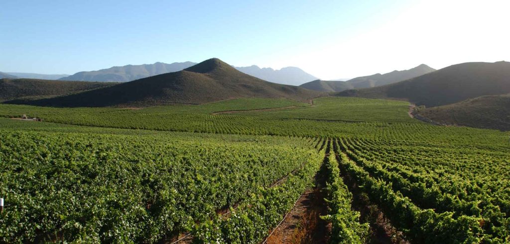 Exploring the Cape Winelands: A Wine Lover's Guide to Cape Town