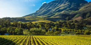 Exploring the Cape Winelands: A Wine Lover's Guide to Cape Town