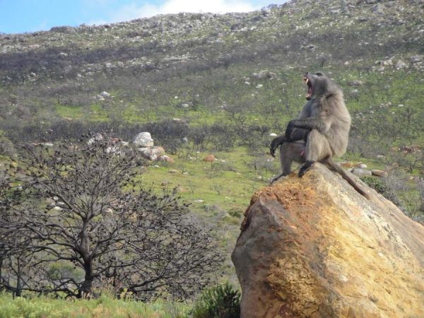 Queer Eye Tours | Cape Peninsula Tour Incl Wine Tasting, Lunch and Wildlife Sightseeing