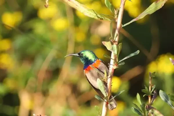 Queer Eye Tours | Stellenbosch Wine Tour Incl Wine Tasting, Lunch and Wildlife Sightseeing for 4