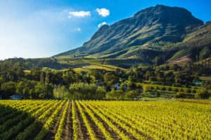 Queer Eye Tours | Stellenbosch Wine Tour Incl Wine Tasting, Lunch and Wildlife Sightseeing for 4