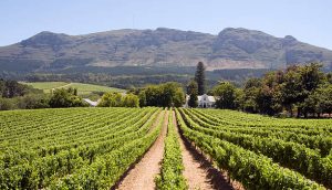 Queer Eye Tours | Wine Tasting in Franschoek Incl Lunch and Drinks for 4