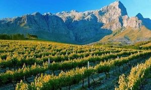 Queer Eye Tours | Wine Tasting in Franschoek Incl Lunch and Drinks for 4