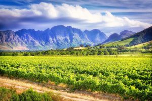 Queer Eye Tours | Stellenbosch Wine Tour Incl Wine Tasting, Lunch and Wildlife Sightseeing for 4