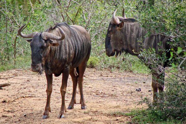 Bonamanzi Game Reserve | A Rustic Group Stay for Up to 28 People (Copy)