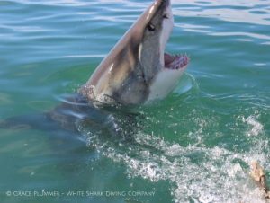 White Shark Diving Co. | Jawesome Shark Cage Diving Deal Incl Meals for 1