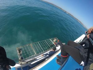 White Shark Diving Co. | Jawesome Shark Cage Diving Deal Incl Meals for 1