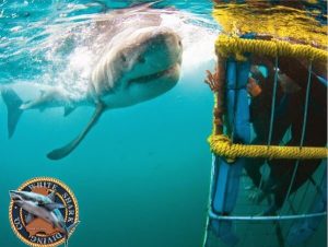 White Shark Diving Co. | Jawesome Shark Cage Diving Deal Incl Meals for 1