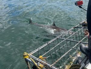 White Shark Diving Co. | Jawesome Shark Cage Diving Deal Incl Meals for 1