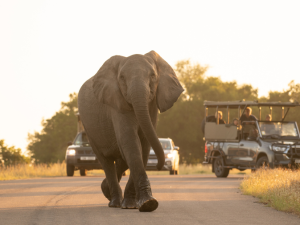 Tours & Tickets | Kruger National Park Half Day Game Drive